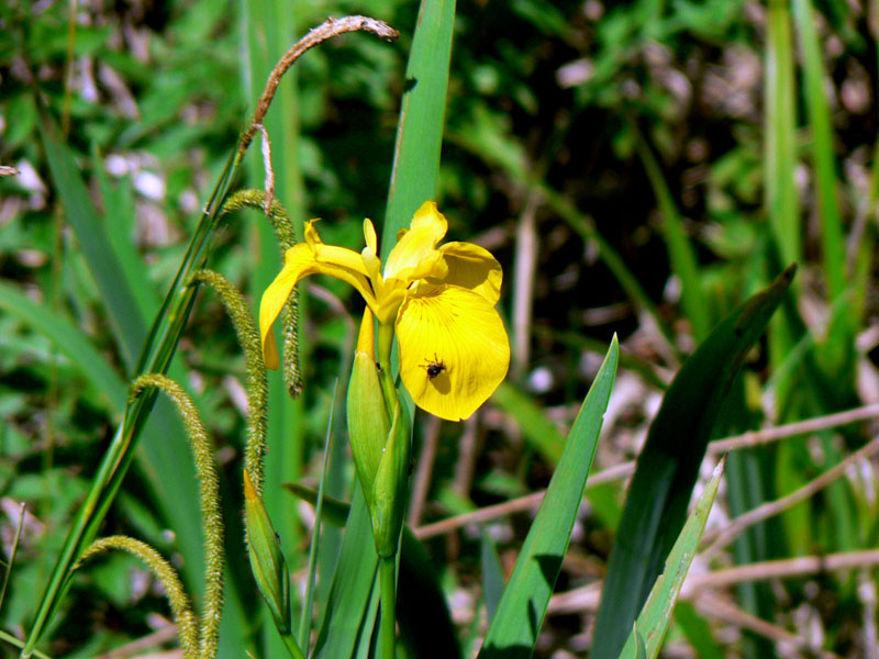 Limniris  (=Iris ) pseudacorus / Giaggiolo acquatico